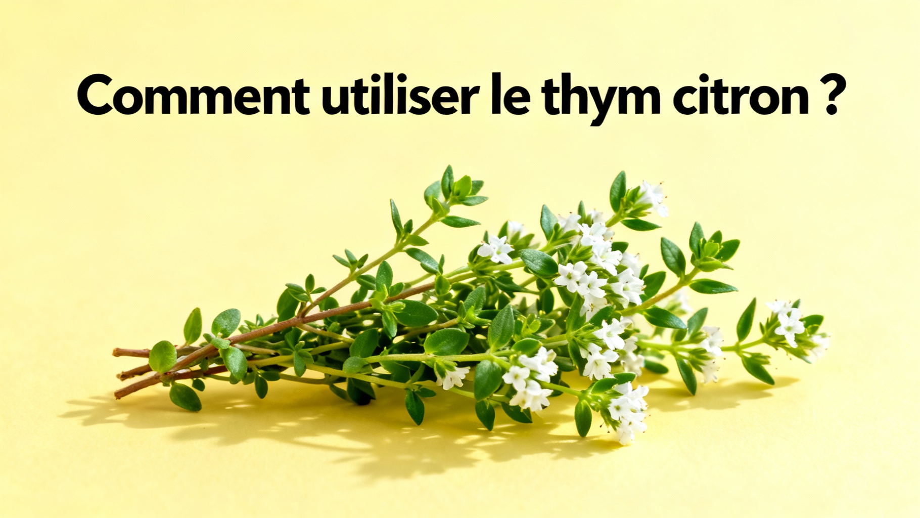 Découvrez les bienfaits incroyables du thym citron 1 Comment utiliser le thym citron ?
